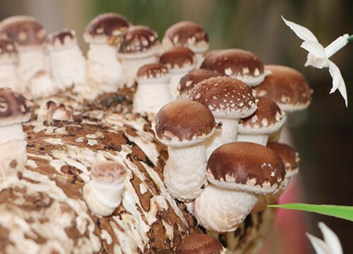 Bolsa de cultivo de hongos shiitake: tesoro antiguo, superalimento moderno, madera dura de huerto de California