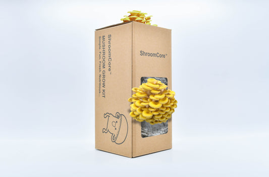 ShroomCore ™ California-Made YellOw Oyster Mushroom Grow Bag — All-Natural Ha