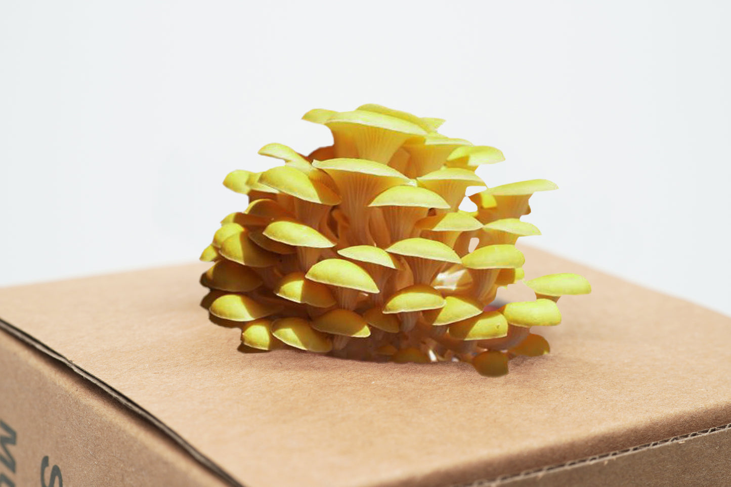 ShroomCore ™ California-Made YellOw Oyster Mushroom Grow Bag — All-Natural Ha