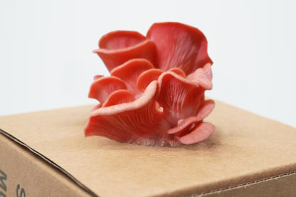 ShroomCore ™ California-Made Pink Oyster Mushroom Grow Bag — All-Natural Ha