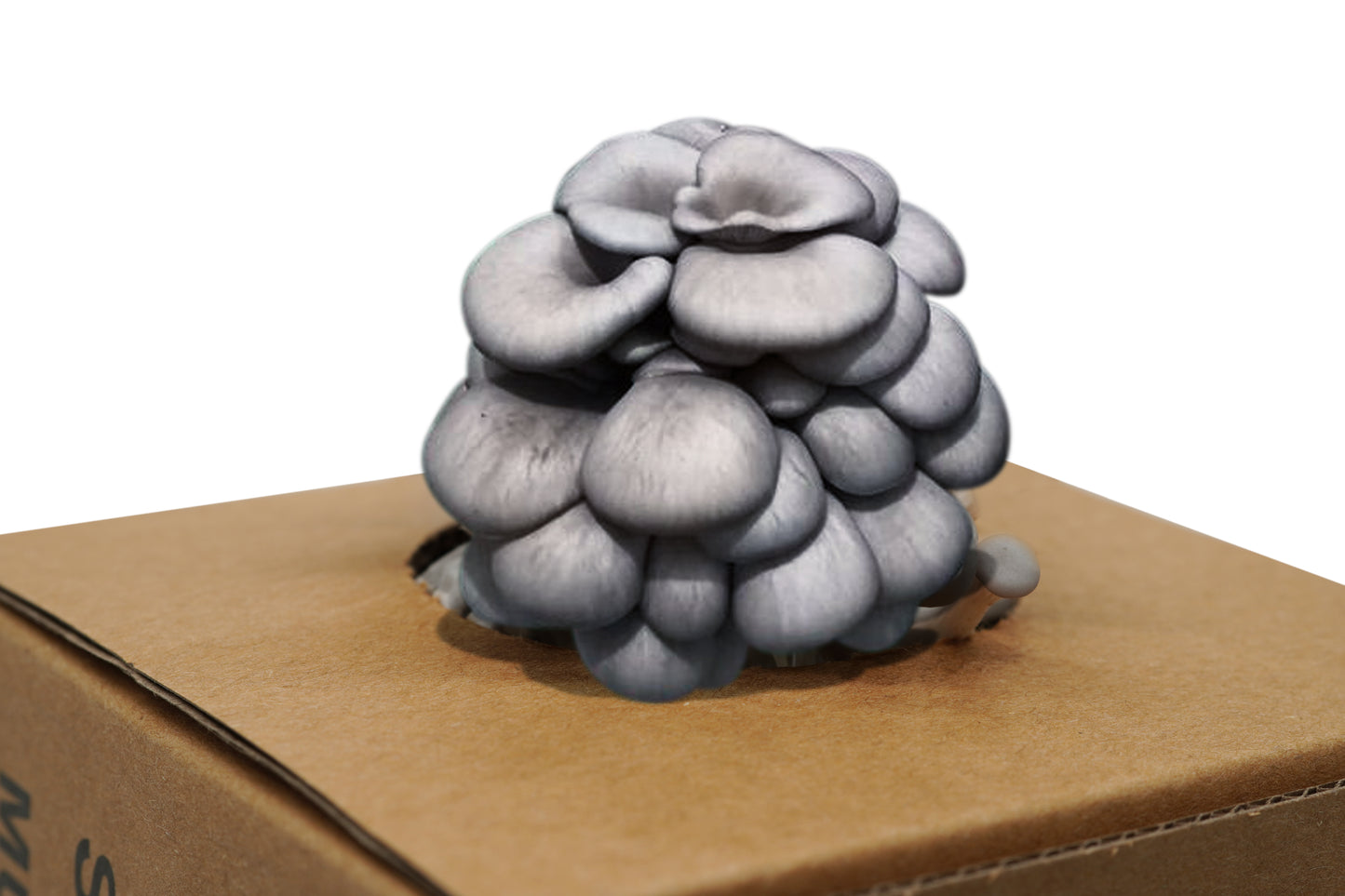 ShroomCore ™ California-Made Blue Oyster Mushroom Grow Bag — All-Natural Ha