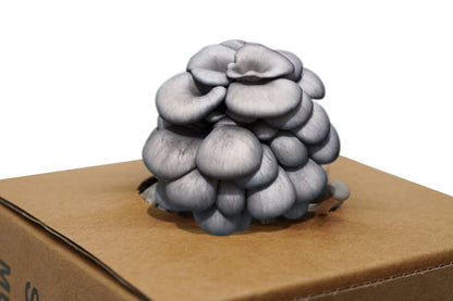 ShroomCore ™ California-Made Blue Oyster Mushroom Grow Bag — All-Natural Ha