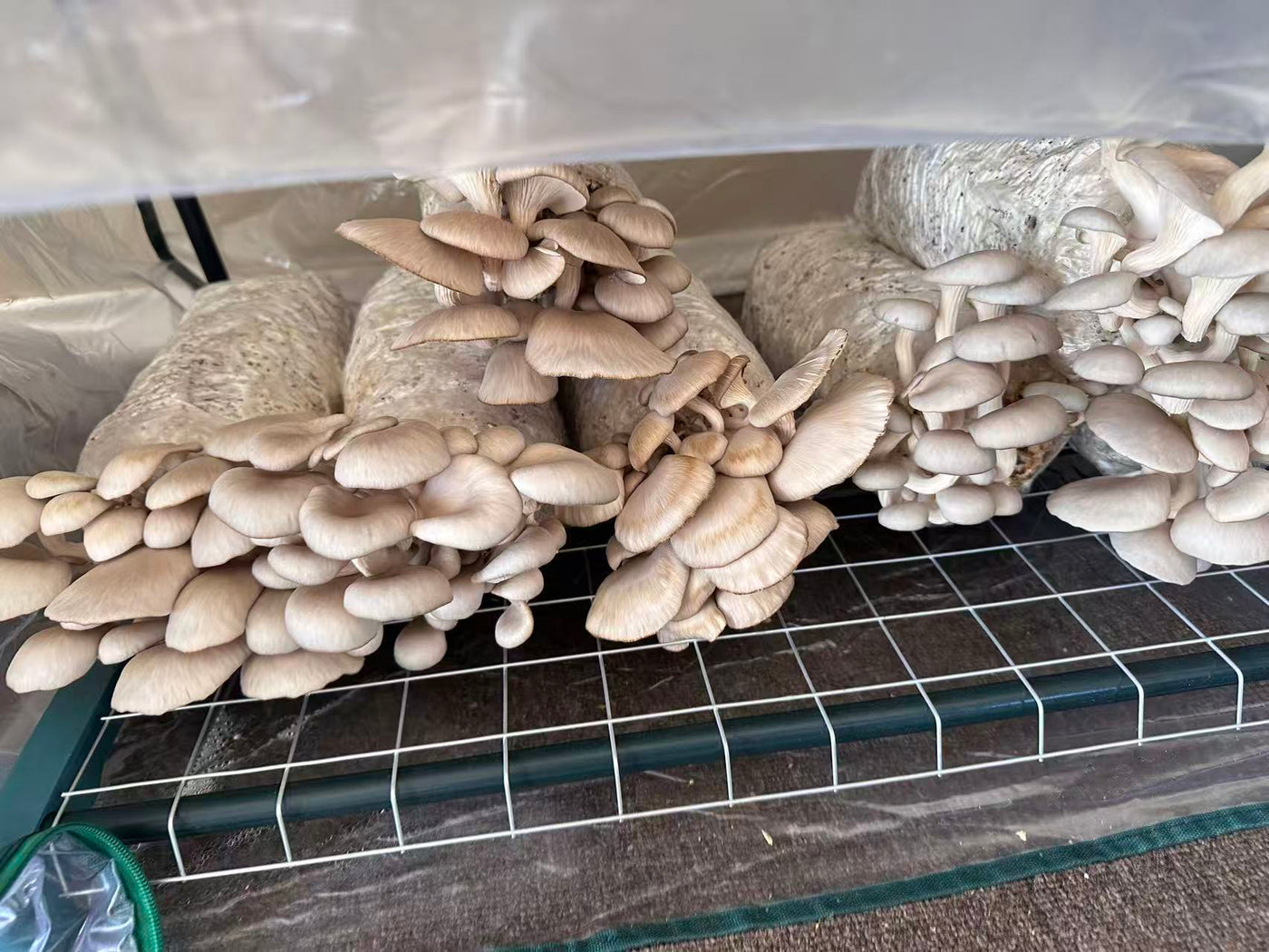 ShroomCore ™ California-Made Blue Oyster Mushroom Grow Bag — All-Natural Ha