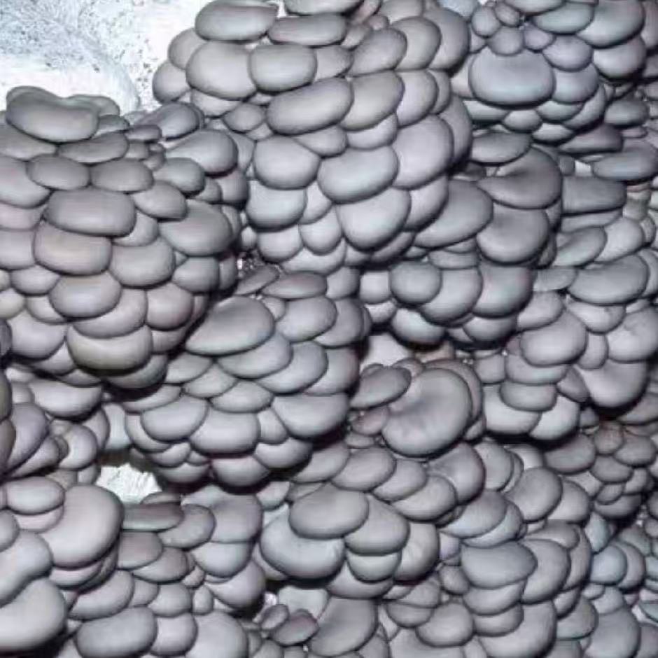 ShroomCore ™ California-Made Blue Oyster Mushroom Grow Bag — All-Natural Ha