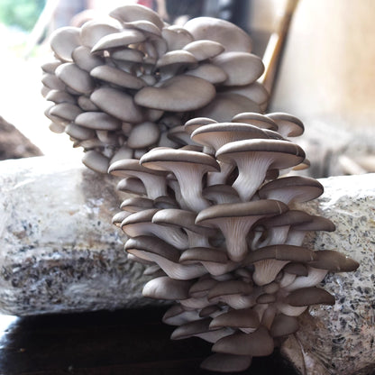 ShroomCore ™ California-Made Blue Oyster Mushroom Grow Bag — All-Natural Ha