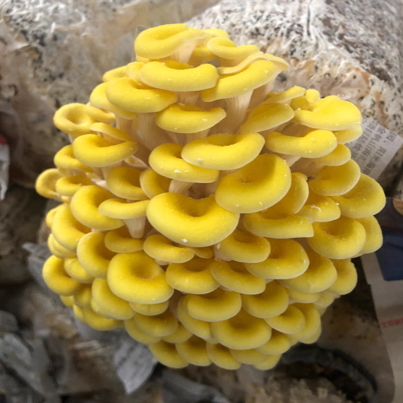 ShroomCore ™ California-Made YellOw Oyster Mushroom Grow Bag — All-Natural Ha