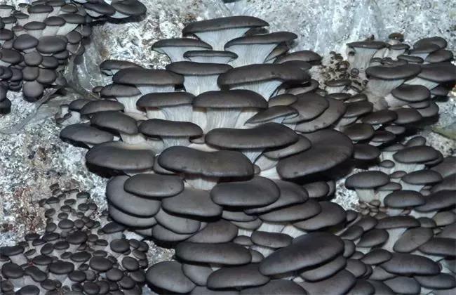 ShroomCore ™ California-Made Blue Oyster Mushroom Grow Bag — All-Natural Ha