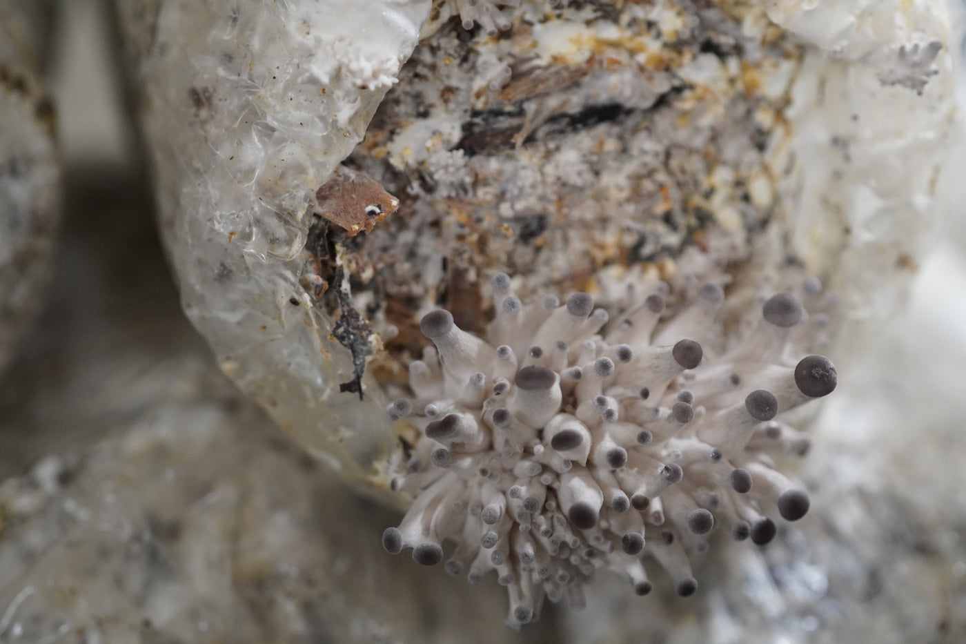 ShroomCore ™ California-Made Blue Oyster Mushroom Grow Bag — All-Natural Ha