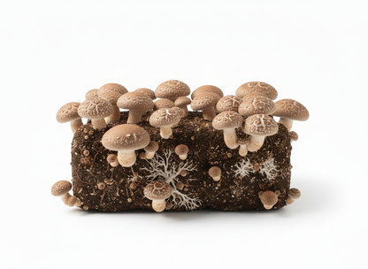 ShroomCore ™ Shiitake Mushroom Grow Bag — Ancient Treasure, Modern Superfood, California Orchard Hardwood
