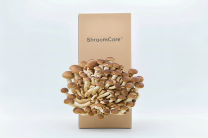 ShroomCore ™ California-Made Pioppino Mushroom Grow Bag — All-Natural Ha