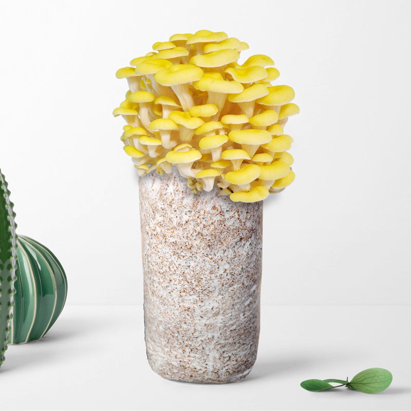 ShroomCore ™ California-Made YellOw Oyster Mushroom Grow Bag — All-Natural Ha
