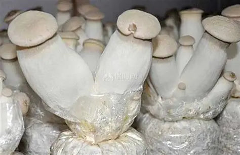 Gourmet King Oyster Grow Bag — California-Made, All-Natural Sawdust