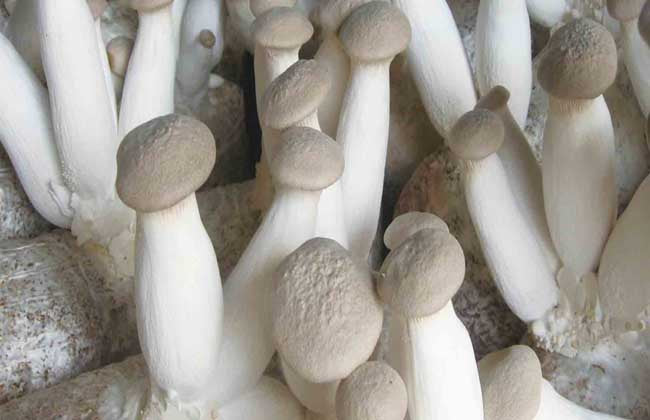 Gourmet King Oyster Grow Bag — California-Made, All-Natural Sawdust