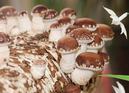 ShroomCore ™ Shiitake Mushroom Grow Bag — Ancient Treasure, Modern Superfood, California Orchard Hardwood